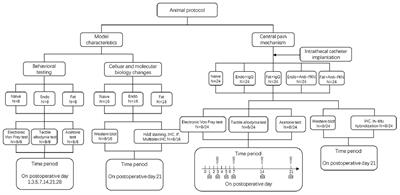 Fractalkine/CX3CR1 Contributes to Endometriosis-Induced Neuropathic Pain and Mechanical Hypersensitivity in Rats